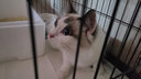 憨憨宠 猫笼 折叠猫笼子带厕所猫别墅幼猫成猫猫舍猫窝双层猫咪笼子 黑色700双层 实拍图
