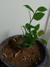 盆栽茶花苗 四季香妃茶花浓香型山茶花树庭院室内好养五色赤丹茶花树苗花卉植物 精品五色 3年苗 实拍图
