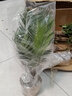 御春阁攀援植物美国五叶地锦苗子 爬山虎大苗 爬藤红叶爬墙虎花卉三叶 五叶爬山虎5年苗（2棵装） 实拍图