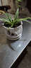 裕轩堂陶瓷花盆个性特大号创意多肉室内简约吊兰绿萝家用阳台绿植带托盘 92006 17厘米左右 实拍图