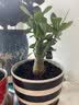 花翁沙漠玫瑰盆栽花卉绿植老桩室内阳台盆景源头直发 小苗(颜色随机) 实拍图