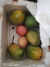 山姆大叔正宗大青芒果【多地次日达】可生吃酸脆芒果新鲜水果礼盒非金煌芒 御品老树果｜500g+【甜爆了】 9斤装【家庭自由畅吃】净8.5斤 实拍图