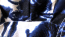 爱奇猫IQMK 7条装 男士内裤平角舒适透气星期裤青年中腰透气底裤头多条 7条-710 L(推荐体重80-100) 实拍图