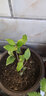 盆栽茶花苗 山茶花苗绿植花卉盆栽四季好养茶花树苗盆栽耐寒花卉观花植物室内花卉绿植开花不断 不含盆 醉杨妃  2年苗 实拍图