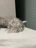 顶制猫粮猫食冻干全阶段幼猫成猫通用型全价粮英短布偶猫美短 M30 M30鸡肉味猫粮3斤+冻干120g 实拍图