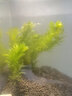 鱼缸造景后景真水草活体生态瓶蜈蚣草缸装饰金鱼藻类植物有茎类 蜈蚣草1杯(约6-8根)(含定植环) 实拍图