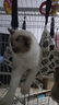 宠六一猫咪吊床 猫秋千 猫笼子挂式秋千床 悬挂式猫窝 猫笼配件 白色大号 实拍图