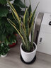 绿韵花田【两小时达】发财树金钱树散尾葵天堂鸟大型室内开业送礼好养绿植 虎尾兰盆栽 实拍图