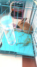 宠尚天 仓鼠兔子自动饮水器喝水器喂水仓鼠松鼠龙猫专用滚珠水壶用品 双钢珠小宠水壶 300ml梦幻蓝 饮水器 实拍图