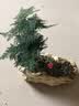 叹为观止文竹盆栽桌面小绿植办公室内盆景植物桌面观赏 文竹+原木色仿木盆（装饰随机） 实拍图