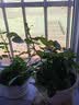 春草碧 玫瑰花苗【买2颗发3颗】庭院阳台地盆栽绿植物花卉老桩四季开花 D冰心之恋 实拍图