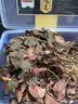 雄在福建南靖金线莲 整株中草药材原料干货 金钱莲端午节盒仿野生官旗 【整珠金线莲】【送4豪礼】 250g*1盒 福建南靖核心产区 多年深山野外种植 实拍图