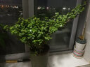 家中有果桌面花卉绿植盆栽 造型盆景 金枝玉叶  多肉植物盆景 白色塑料盆含金枝玉叶 不含盆 实拍图