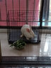 华美龙(配脚垫)兔子笼子家用加密室内养兔专用大号自动清粪宠物兔窝兔笼 黑色61*42*50cm不加密适合大兔 实拍图