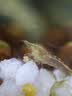 老蛙（LAOWA）90mm f2.8微距镜头两倍放大倍率APO复消色差适用微单相机 昆虫花卉 黑色 佳能微单RF卡口 实拍图