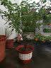 青意宣 新款塑料花盆山水花盆室内客厅阳台育苗盆景防陶瓷树脂花盆含托盘 W230 实拍图
