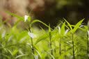 中一（zhongyi） 中一光学90mm F1.5全画幅微单人文旅拍适用于M\RF\FE\Z\L口 徕卡M黑色 标配 实拍图