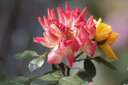 中一（zhongyi） 中一光学 85mm F2.0全画幅人像手动对焦镜头EF\AI\FE\FX 尼康口-黑色 标配 实拍图