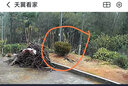 心头肉 小叶瓜子黄杨庭院绿化苗木 树苗 四季常绿庭院绿化植物 绿篱树种 黄杨 1.2米【冠幅】 实拍图
