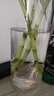 花翁富贵竹水培绿植招财转运室内客厅水养花卉盆栽植物文昌竹源头直发 实拍图