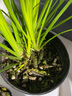 正宗日本菖蒲贵船苔黄金极姬金钱黄金极姬室内好养易活微型盆景 贵船苔小苗+黄金极姬小苗 带培育盆发货，送土送肥 实拍图