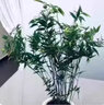 通用浓缩型植物营养液绿色复活液体肥料有机花肥复合肥多肉花卉 1瓶【500ml】 实拍图
