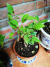 盆栽茶花苗 山茶花苗绿植花卉盆栽四季好养茶花树苗盆栽耐寒花卉观花植物室内花卉绿植开花不断 不含盆 锦上添花 2年苗 实拍图