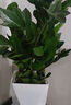 墨一竹柏早安盆 花卉植物室内绿植办公室绿植欧式ins风美观 源头直发 实拍图