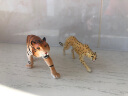 多美（TAKARA TOMY）多美卡安利亚仿真动物模型关节可动陆地动物男女孩儿童玩具 【AS-13】猎豹 139607 晒单实拍图