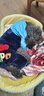 宠物圈（PETCIRCLE）秋季冬季狗狗衣服泰迪衣服宠物服饰狗衣服宠物泰迪狗狗衣服小型犬 爱心款蓝色 M适合背长33CM胸围45CM重8-10斤 实拍图