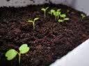 花沃里四季小白菜种子约600粒 蔬菜种子四季萝卜种籽家庭盆栽/庭院种植 实拍图