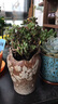仟尚亿 法师花盆大号特大号老桩高盆复古透气创意简约肉肉植物家用桌面阳台陶罐粗陶陶瓷多肉花盆批发 WH老桩特大号-12 特大 实拍图