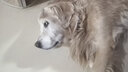 味它金毛成犬幼犬粮狗粮拉布拉多狗粮导盲犬通用型全犬期天然粮 20kg 实拍图