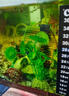 鱼缸变色温度计水族箱乌龟缸感温变色贴片温度表贴纸 【热销】10-36度1片装 实拍图