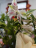 花点时间（Reflower）鲜花玫瑰花束云南昆明基地直发百合向日葵送女友生日礼物 鲜花保鲜剂4袋 实拍图