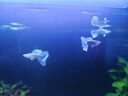 疯狂水草孔雀鱼活体水族宠物观赏鱼冷水耐活小型热带鱼淡水鱼苗 象牙白孔雀鱼【共6条】 实拍图