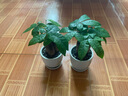 花友发财树盆栽办公室盆栽室内客厅桌面绿植小盆景发财树植物花卉 黑福瓷盆+三杆发财树 实拍图