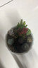 疏影暗香 多肉植物套装多款入门肉肉盆栽多肉组合区办公室室内萌肉植物 随机多肉10颗 碗莲花盆 营养土 实拍图
