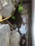 森森鱼缸变频水泵大流量潜水泵水族箱抽水泵底滤水泵鱼池循环水泵 10W 静音 2000L/H+2米20MM水管 实拍图