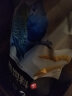 威毕鹦鹉饲料鸟食鸟粮玄凤虎皮牡丹吃的中小型混合瓜子小米粮食零食 散装5斤 实拍图