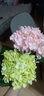 黛莉森 单支绣球花 假花 仿真花 轻奢欧式绢布花束客厅餐桌花插花婚礼装饰花家居玄关茶几办公室摆件 浅粉 实拍图