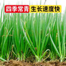 原起点小叶香菜小香葱种子四季播菜籽阳台盆栽蔬菜农家老品种秋冬季种籽 (精选良种)四季小香葱10g原装 实拍图