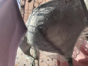 欧迪芬内衣女无钢圈文胸聚拢性感收副乳透气上薄下厚显大蕾丝胸罩XB1501 实拍图