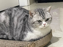 开饭乐猫粮 成猫粮布偶美英短三文鱼全价幼猫粮 三文鱼幼猫粮1.2kg 实拍图