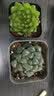 墨一玉露多肉植物带盆栽好蓝镜玉露办公室桌面盆栽植物花卉教师节礼物 樱水晶 带盆栽好 实拍图
