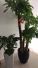 Only you【2小时达】发财树大型盆栽绿植花卉室内客厅办公室开业乔迁送礼 非洲茉莉 实拍图