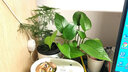雅卉 栀子花带花苞水培花叶络石植物水培花卉盆栽文竹观花好养的花 懒人花盆+文竹（M3两盆装） 含盆 实拍图