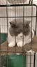 派得猫砂  原味豆腐猫砂活性炭混合猫砂多规格易可冲厕所 活性炭豆腐混合猫砂2kg*8袋 实拍图