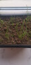 奥美优 种菜盆 长方形种植盆 塑料双层自动吸水花盆 阳台室内花卉绿植蔬菜种植盆 中号 LZ7447 实拍图
