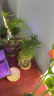 九千谷水培植物文竹室内观叶植物盆栽绿植花卉含玻璃瓶竹托源头直发8160 实拍图